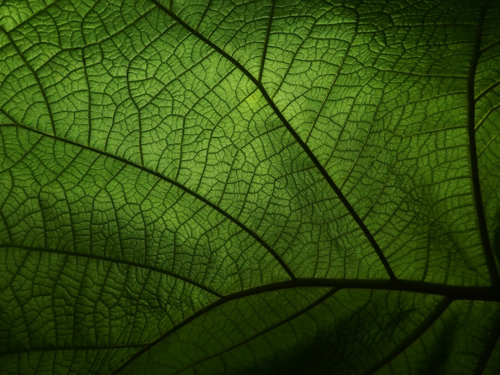 blatt2-c-pixabay.2048